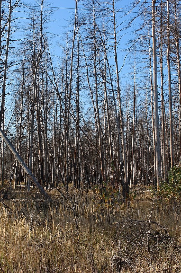Winter trees in a cold-looking forest. Light brown tall grass covers the ground.